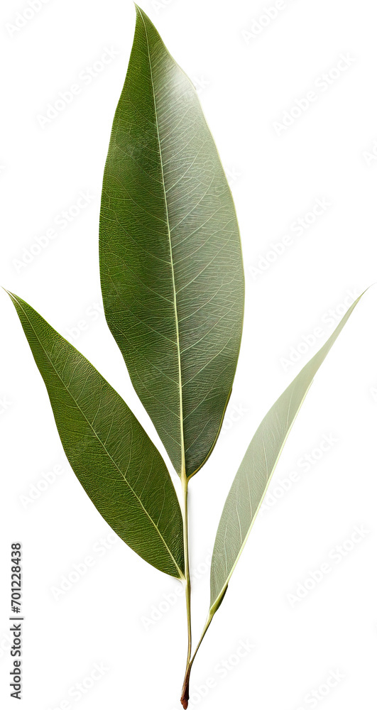 Leaf isolated on transparent background. PNG Leaf isolated on transparent background. PNG