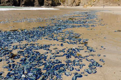 Velella Velalla