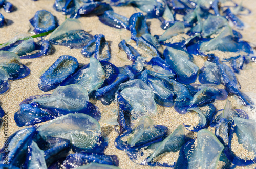 Velella Velalla