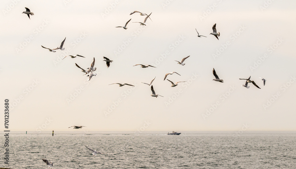 Seagulls fly against the background of the sea and the sky.