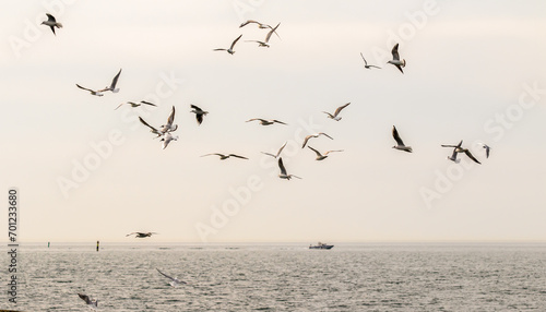 Seagulls fly against the background of the sea and the sky. © Prikhodko