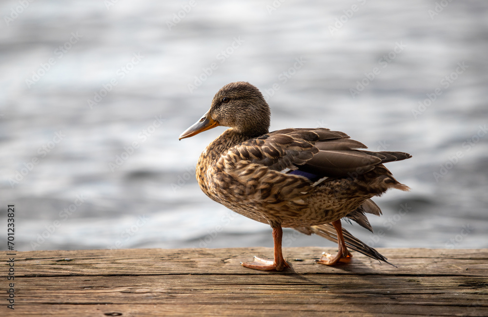 Wild ducks swim in the river, spring nature. Wild ducks swim in the river, spring nature.