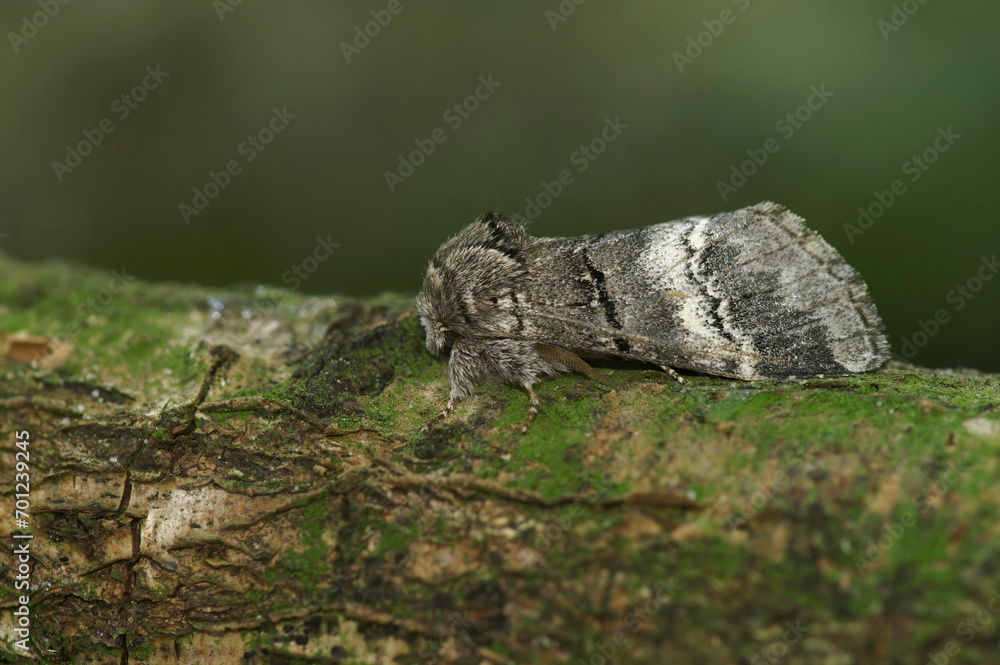 Closeup on a notodontid moth, the Oak marbled brown Drymonia, querna, sitting on wood Closeup on a notodontid moth, the Oak marbled brown Drymonia, querna, sitting on wood