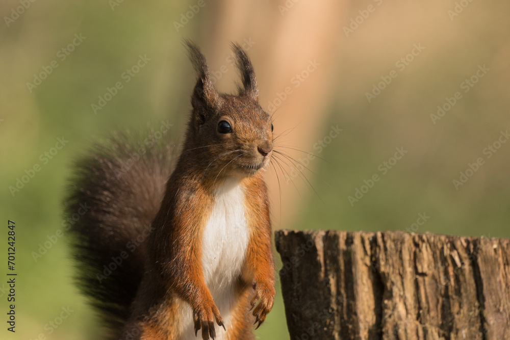 Obraz premium Red squirrel in its natural habitat