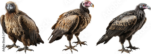 realistic Illustration of a vulture bird