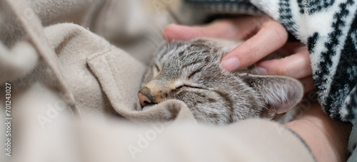 猫を撫でる シャムトラ猫