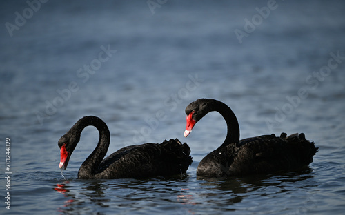Black Swan 2