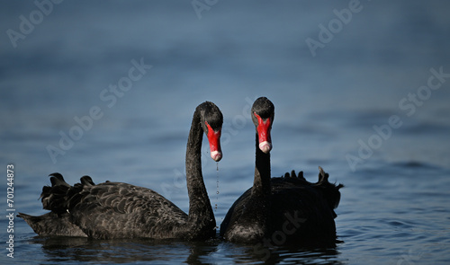 Black Swan 1