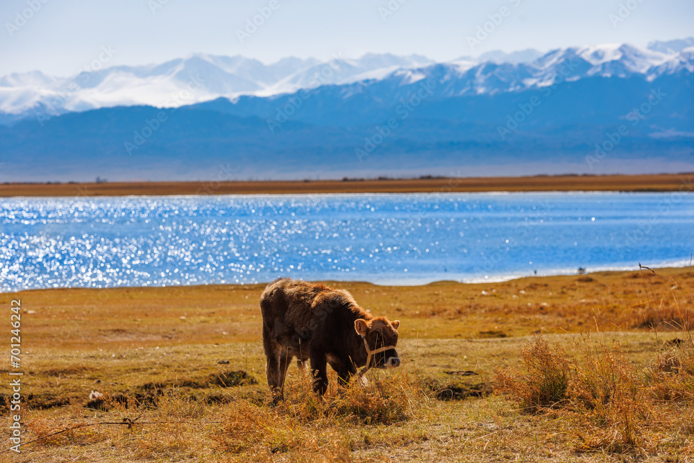 bull calf grazing on shore of mountain lake at sunny autumn afternoon bull calf grazing on shore of mountain lake at sunny autumn afternoon