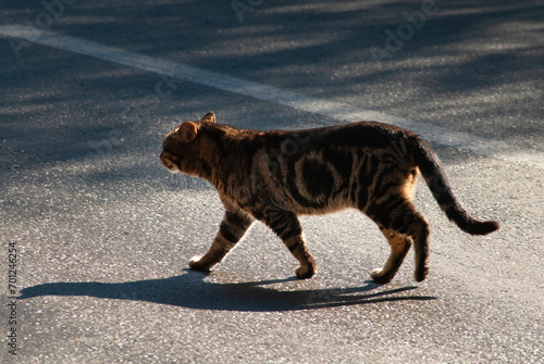 Feral, Jerusalem street cat walking upright across a sidewalk.