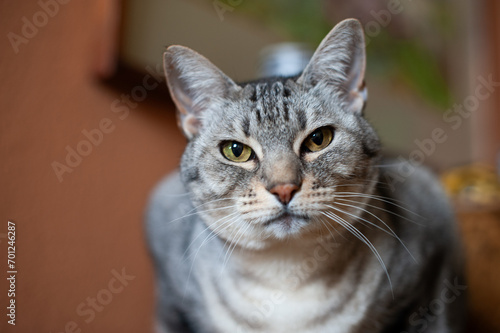 Portrait of a grey and white striped American short hair cat