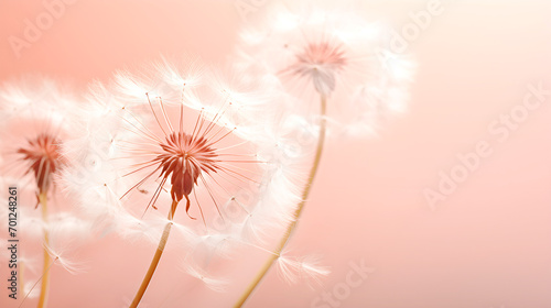 Dandelion inflorescences in Peach color  Advertising design in Soft Peach Hue. Color of the Year 2024. Banner