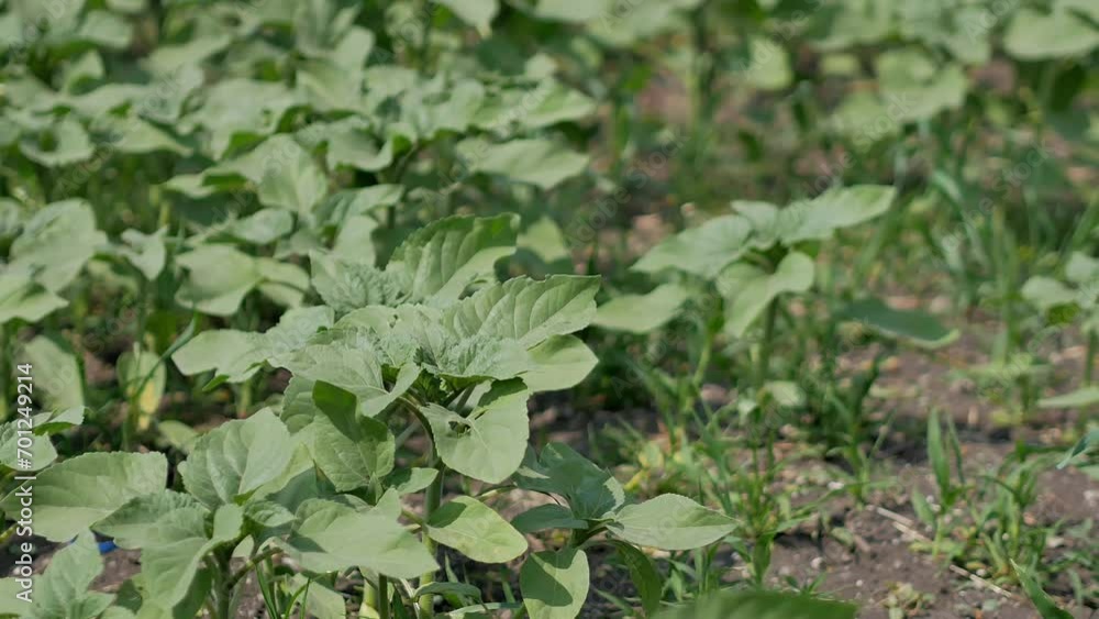 Young shoots of sunflower growing in the field. Agricultural culture. Young shoots of sunflower growing in the field. Agricultural culture.