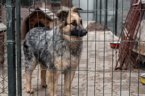 Dog waiting for adoption in animal shelter. Homeless dog in the shelter.