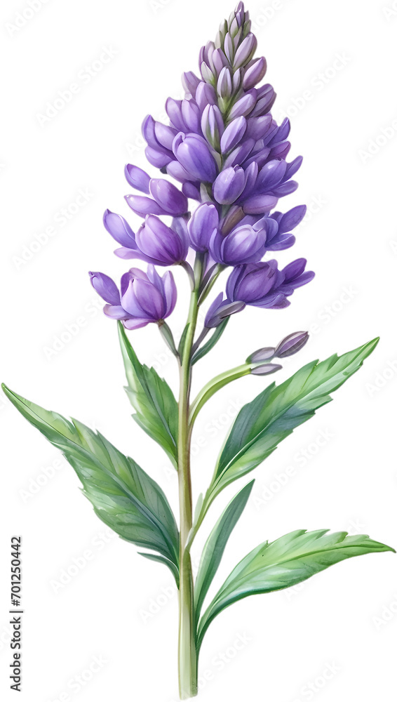 Watercolor painting of Lavender flower. 