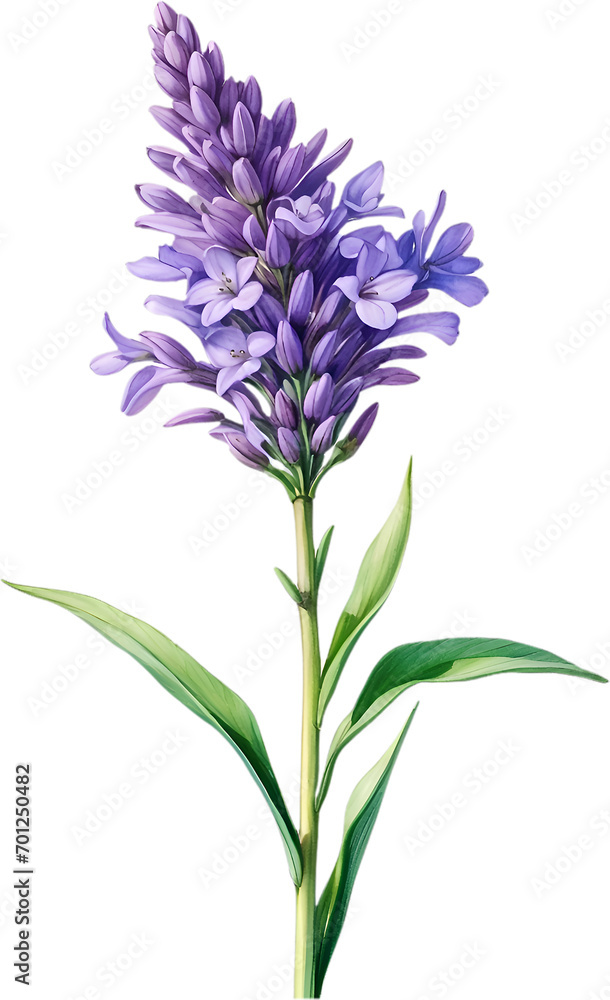 Fototapeta premium Watercolor painting of Lavender flower. 