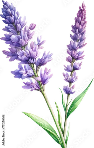 Watercolor painting of Lavender flower. 