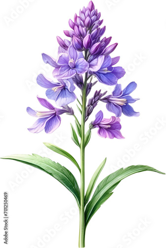 Watercolor painting of Lavender flower. 