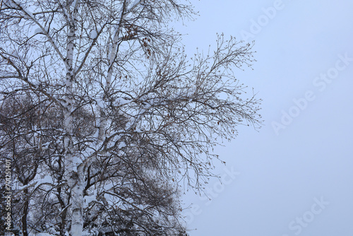 snowy birch tree