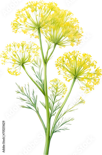 Watercolor painting of Dill flower.
