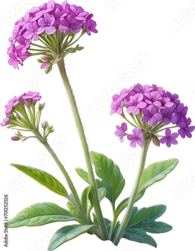 Watercolor painting of Desert Sand Verbena flower. 