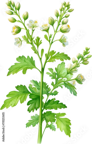 Watercolor painting of Coriander flowers. © Pram