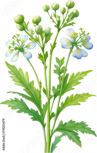 Watercolor painting of Coriander flowers.