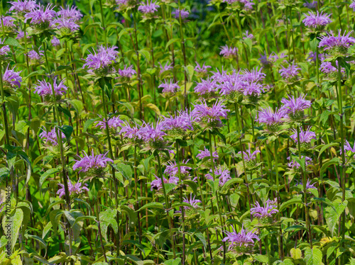 (Monarda fistulosa var. menthifolia) Large clumps of compact pinkish flowers of wild bergamots at top of erect branched stems with deep green lance-shaped and toothed leaves
 photo