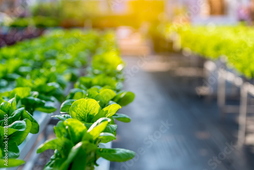 Green cos lettuce salad vegetable in hydrophonic vegetable green house farm. Hydrophonic system salad garden. photo