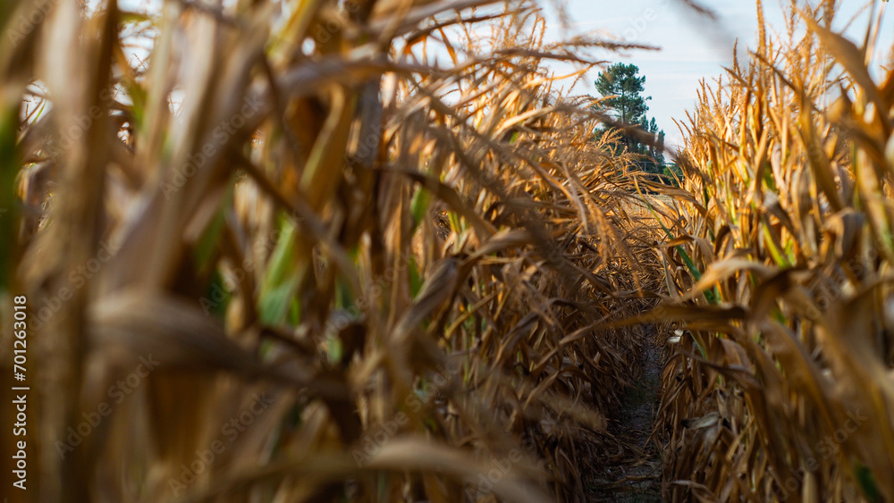Fototapeta premium Vue rapprochée de maïs d'élevage, flétri en fin de période estivale