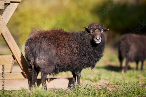 Brown female ouessant sheep on meadow photo
