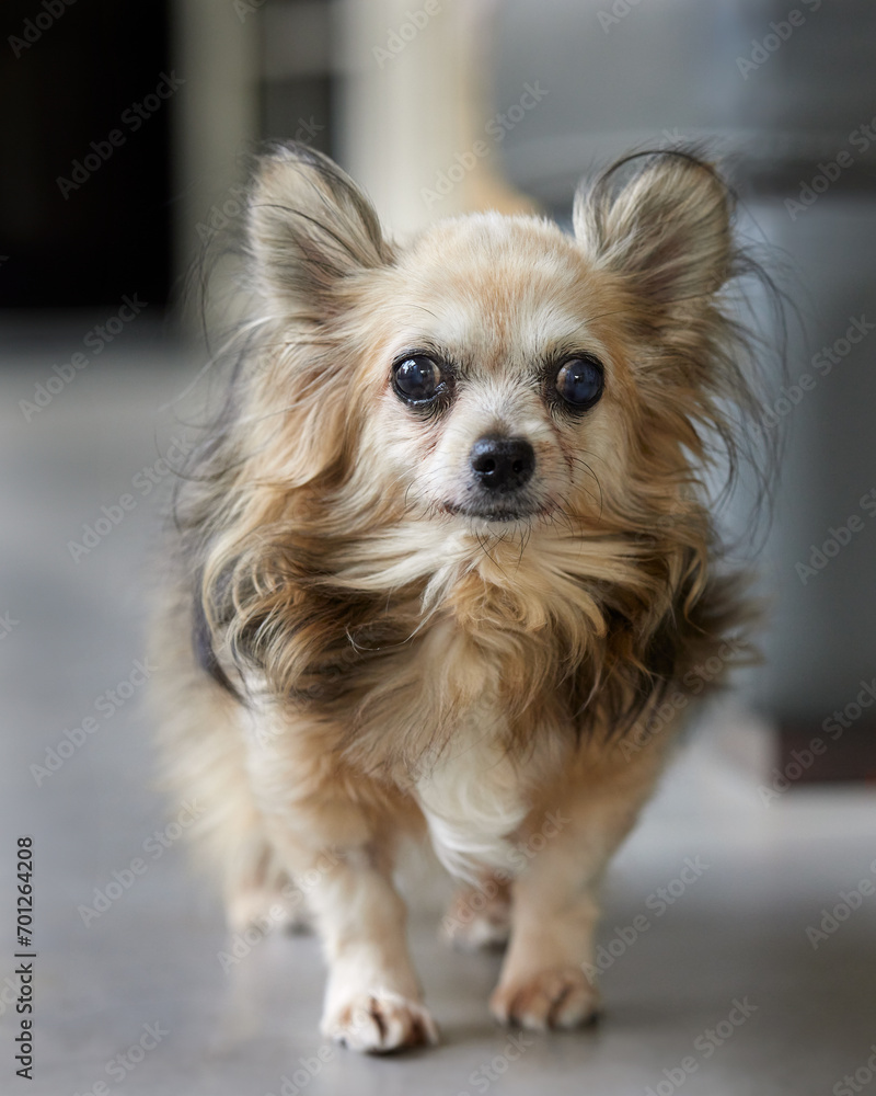 Close up portrait of chihuahua Close up portrait of chihuahua