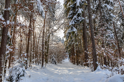 Wallpaper Mural Snowy forest after heavy snowfall in central Europe Torontodigital.ca