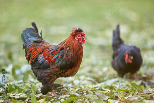 Red rooster and black chick free range in garden