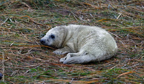 New born grey seal pups on the beach © Stephen
