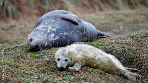 New born grey seal pups on the beach