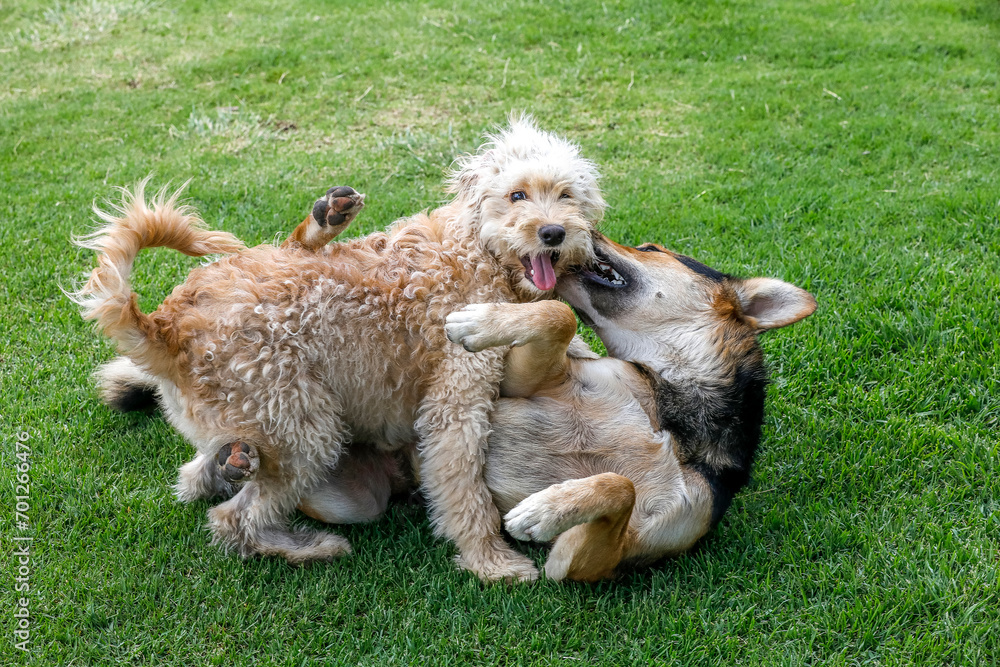 Dogs playing in a a park in Riobamba, Ecuador Dogs playing in a a park in Riobamba, Ecuador