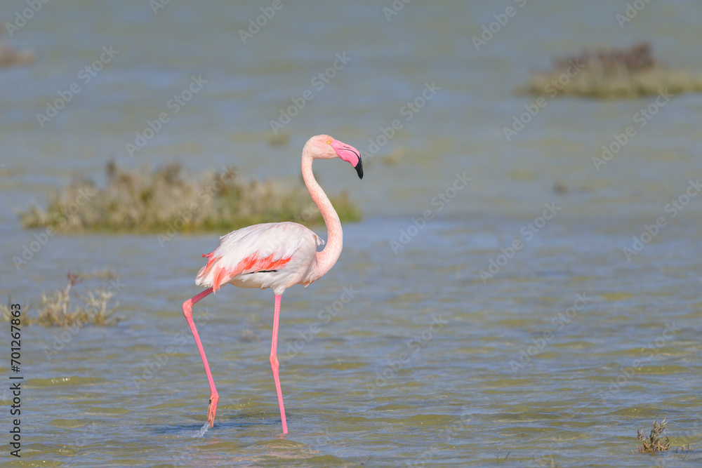 A Greater Flamingo walking in the water looking for food