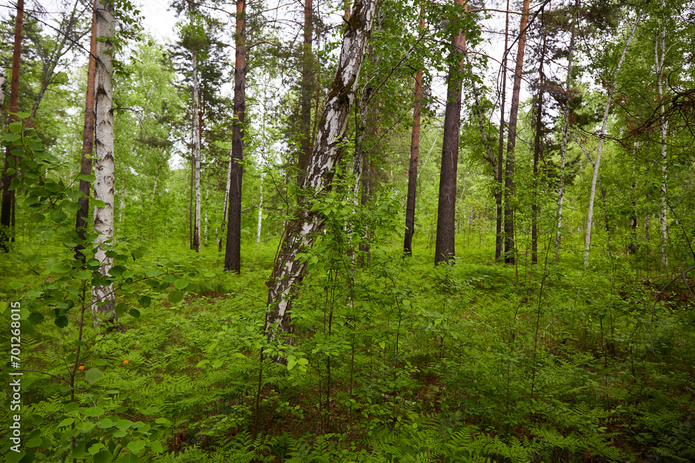 Dense mixed forest on a summer day. Aspens, birches, pines and shrubs. Dense mixed forest on a summer day. Aspens, birches, pines and shrubs.