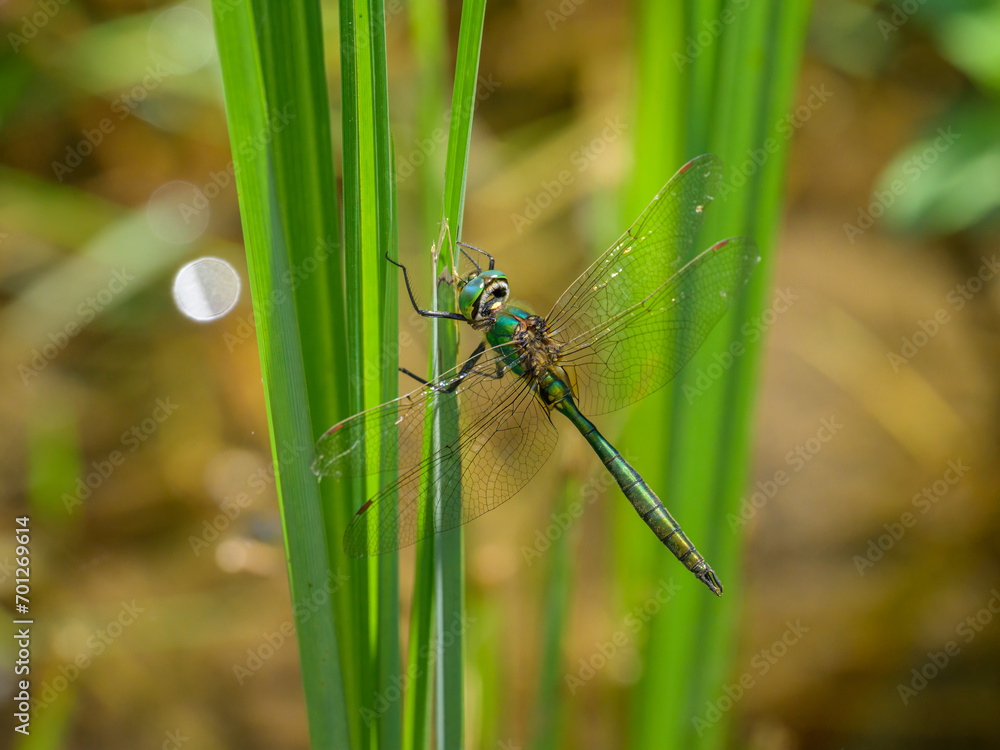 A Brilliant Emerald dragonfly resting on a plant A Brilliant Emerald dragonfly resting on a plant