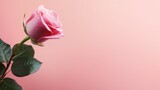 A rose on a pink background and copy space 
