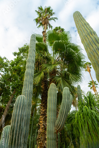 Photo of different types of plants from the Majorelle Garden in the city of Marrakech. Cloudy day.