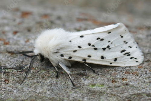 Closeup on a white ermine moth, Spilosoma lubricipeda sitting on a piece of wood in the garden photo