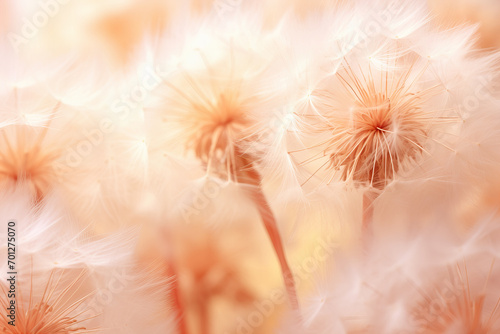 close up detail of fluffy dandelion flower in pastel peach color