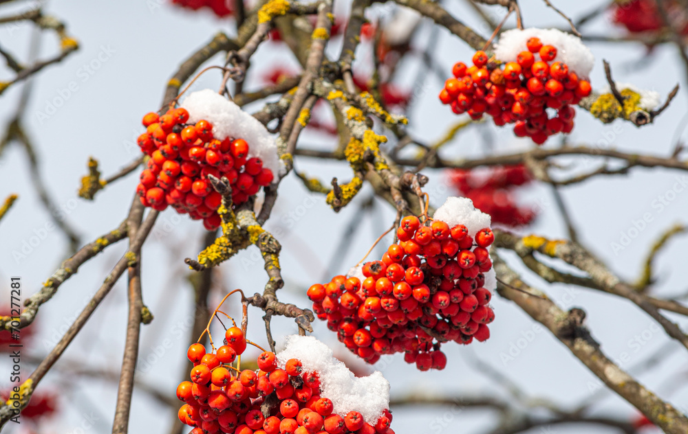 ash berry covered in snow background winter mood photo 4k rowan berries under the snow ash berry covered in snow background winter mood photo 4k rowan berries under the snow