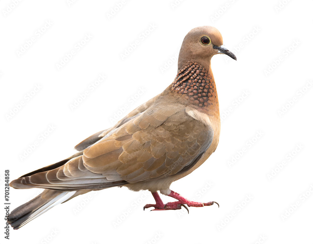 Fototapeta premium Taube isoliert auf weißem Hintergrund, Freisteller