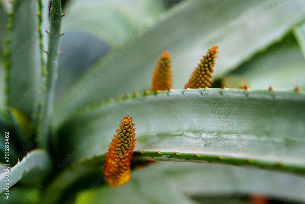 Fototapeta premium Emerging Bloom in the Cactus Garden