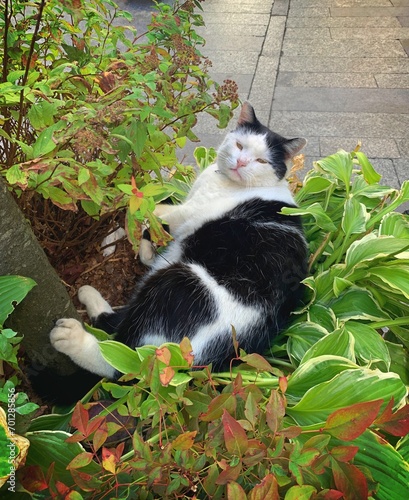 A lazy cat taking a nap.