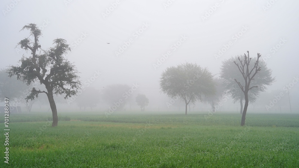 Fototapeta premium Foggy Winter Morning, Farmers field hidden in the dense fog. Detail of a agriculture farm in the morning with misty on the background