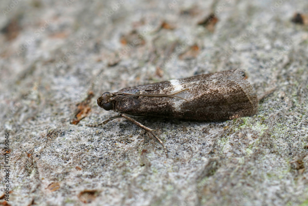 Closeup on a small Pyralidae moth, the white striped Elegia similella sitting on wood Closeup on a small Pyralidae moth, the white striped Elegia similella sitting on wood